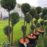 Thuja Trio ball 180