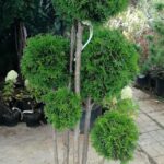 Thuja Trio ball 180