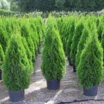 Thuja smaragd 140-160