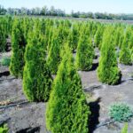 Thuja smaragd 180-200