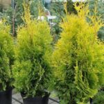 Thuja brabant 220-240