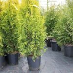 Thuja brabant 220-240