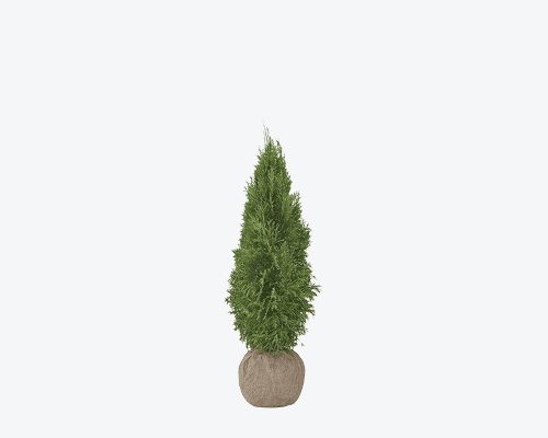 Туя brabant