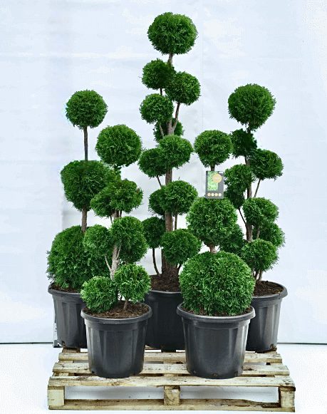 Elupuu Trio ball 180