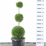 Elupuu «Trio ball» 180