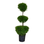 Thuja Trio ball 180