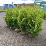 Туя brabant