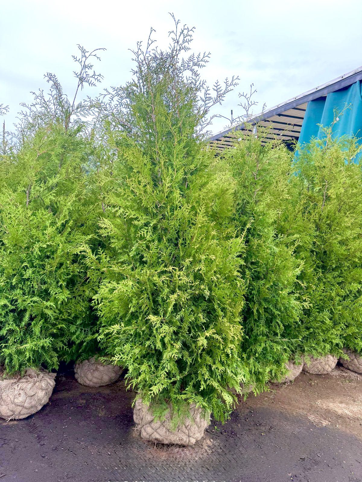 Elupuu brabant 160-180