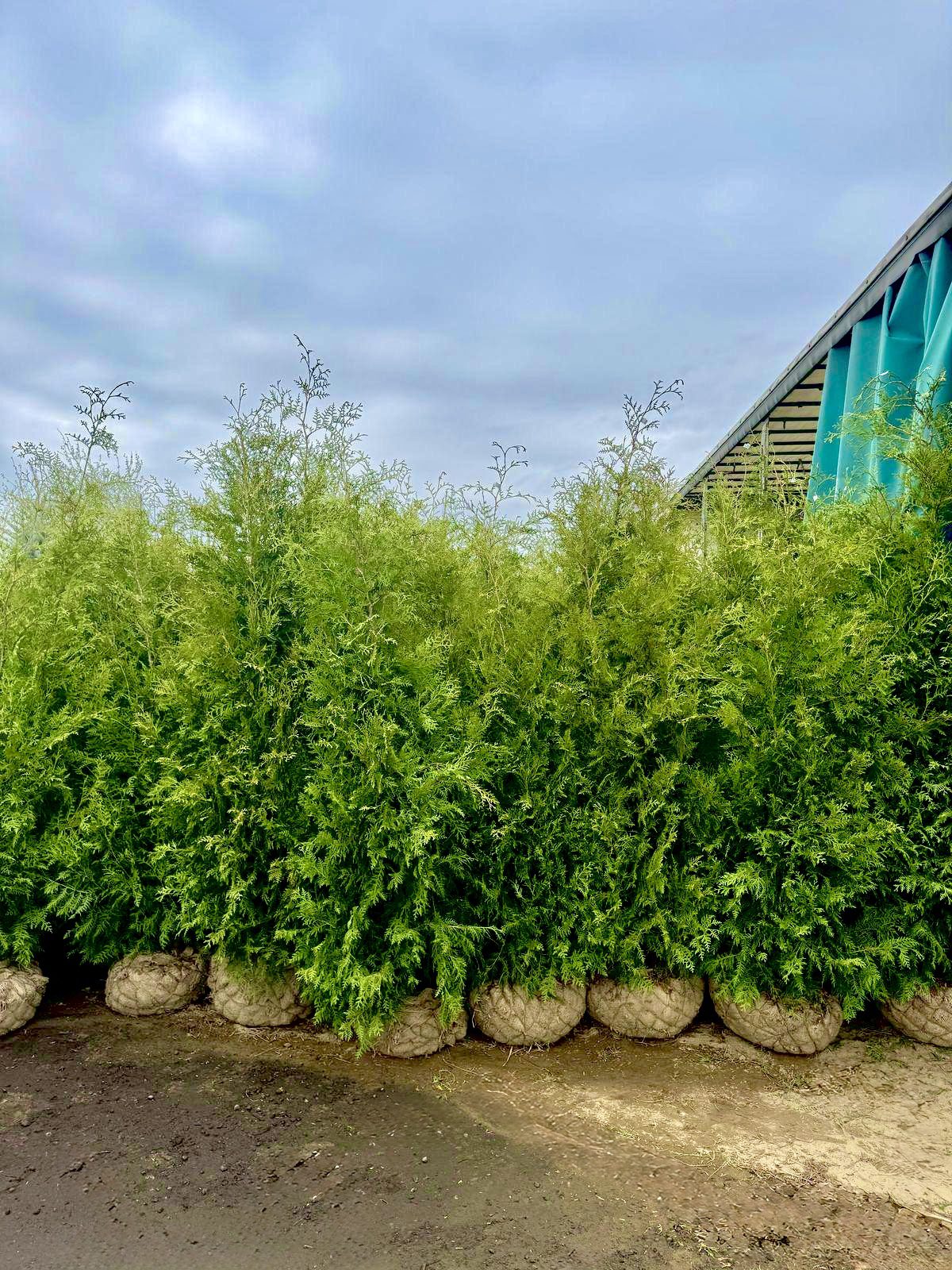 Elupuu brabant 160-180