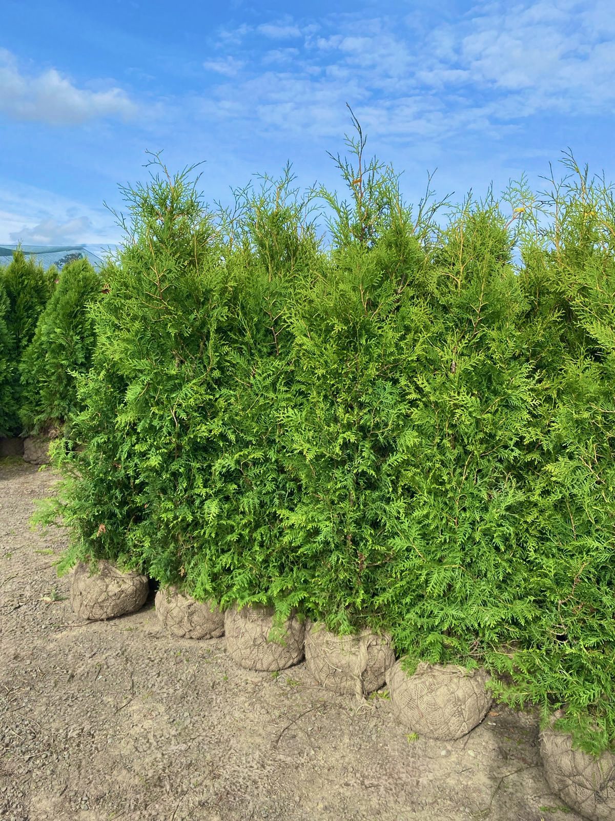 Elupuu brabant 160-180