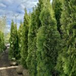 Туя smaragd