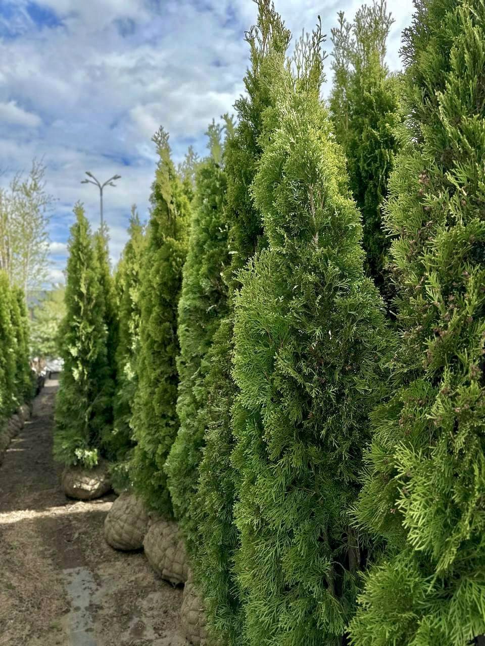 Elupuu smaragd 100-120