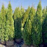 Туя smaragd