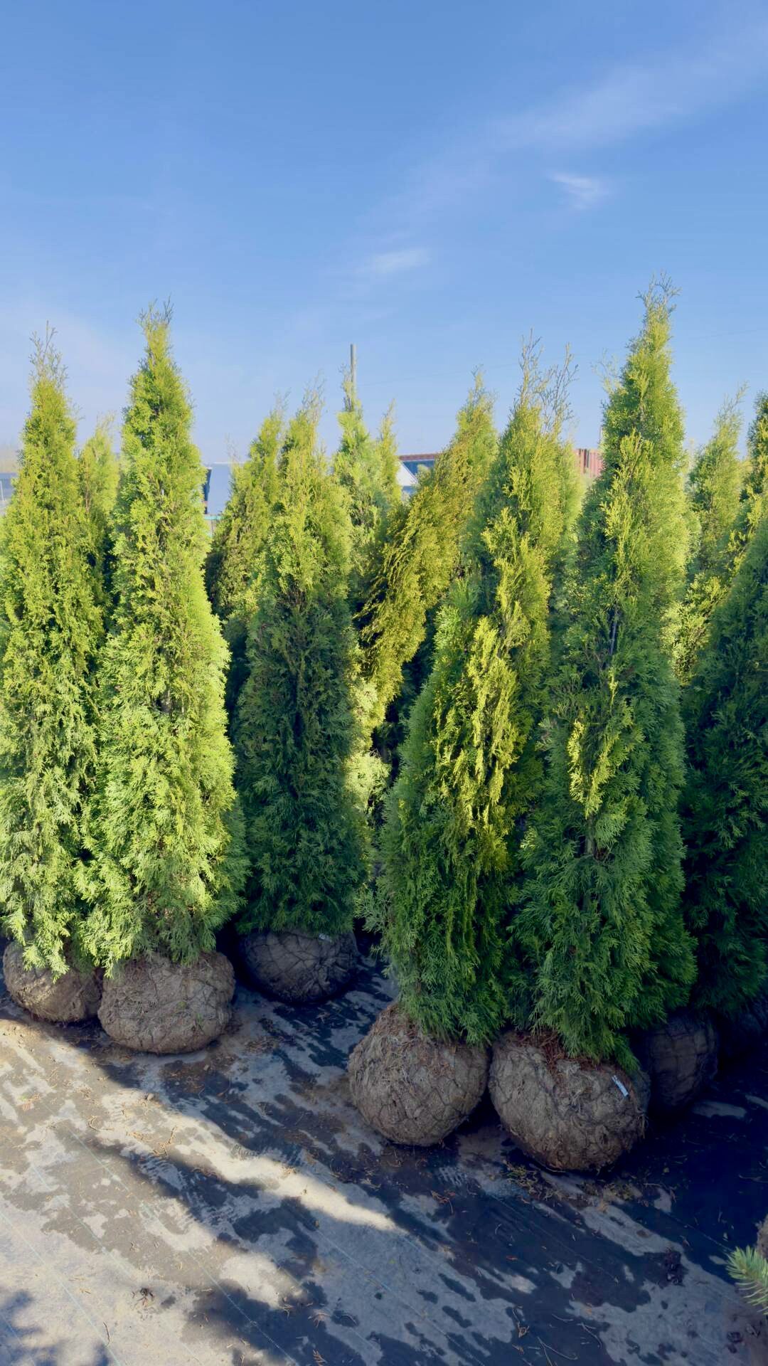 Elupuu smaragd 100-120