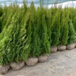 Туя smaragd