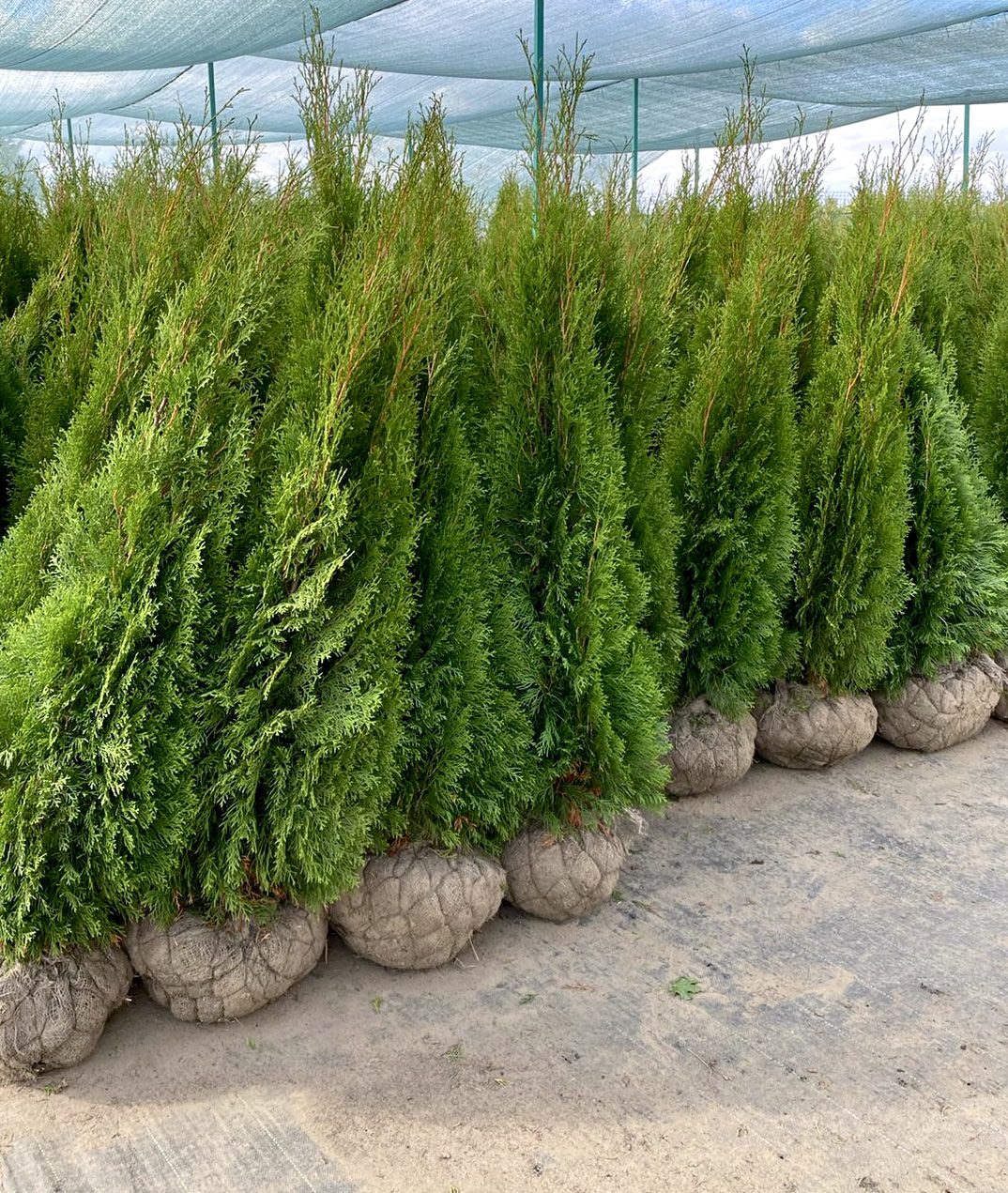 Elupuu smaragd 100-120