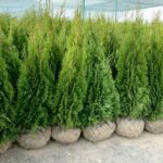 Туя smaragd