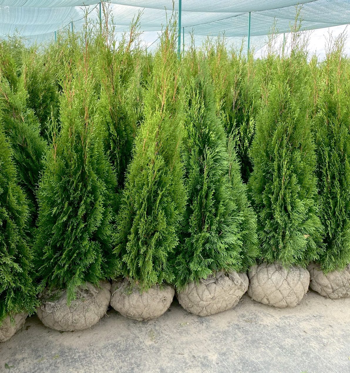 Elupuu smaragd 100-120