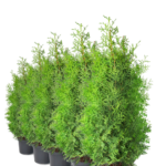 Thuja brabant 220-240