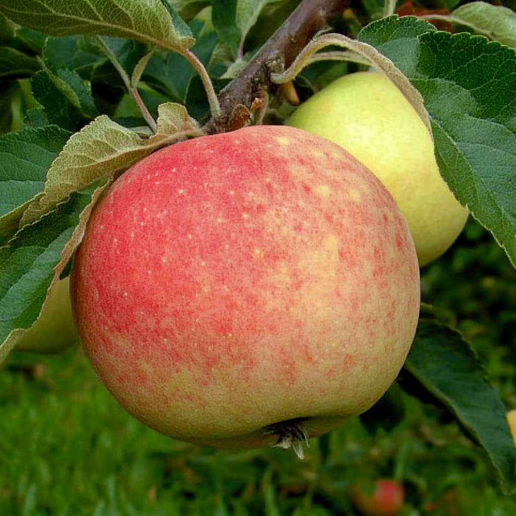 Яблоня Krista 150