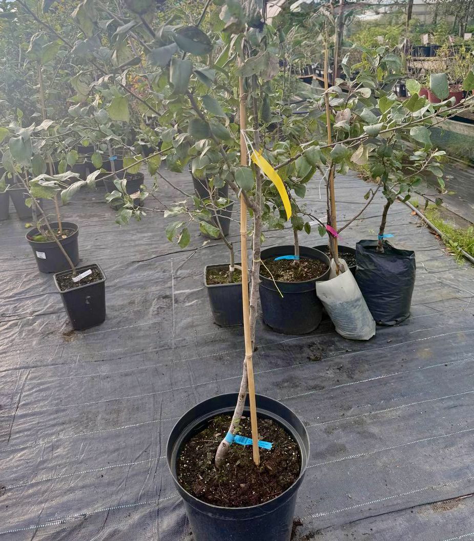 Яблоня Krista 150