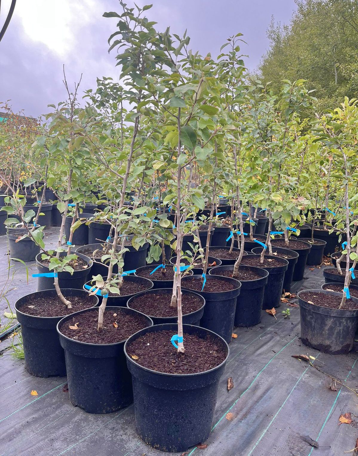 Яблоня Krista 150