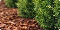 Мульчирование для туй